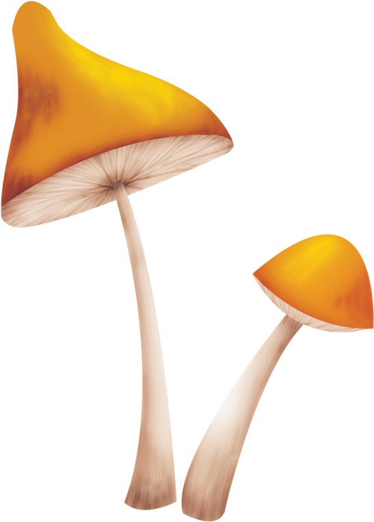 Фото, Автор Tala5757 На Яндекс - Still Life Photography (554x768)