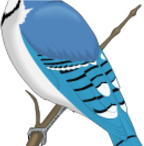 Blue Jay Clipart - Blue Jay Clip Art (640x480)