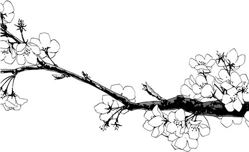 Cherry Blossom Clipart Transparent - Transparent Black And White Flowers (501x307)