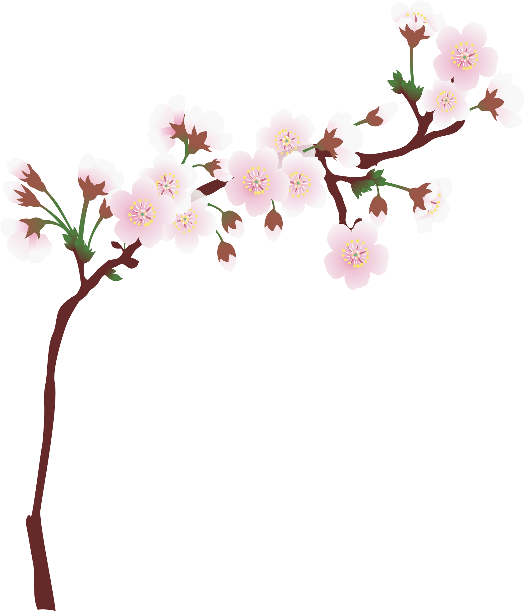 1677 X 1950 13 0 - Cherry Blossom Branch Png (1677x1950)