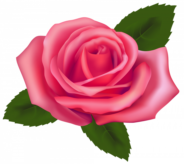 911 / 235 × 165 / 235 × 165 / 60 × 57 / 200 × 130 / - Pink Rose Clipart Png (768x683)