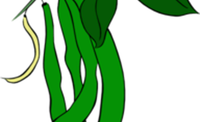 Green Beans Clip Art At Clkercom Vector Clip Art Online - Green Beans Clip Art At Clkercom Vector Clip Art Online (800x491)