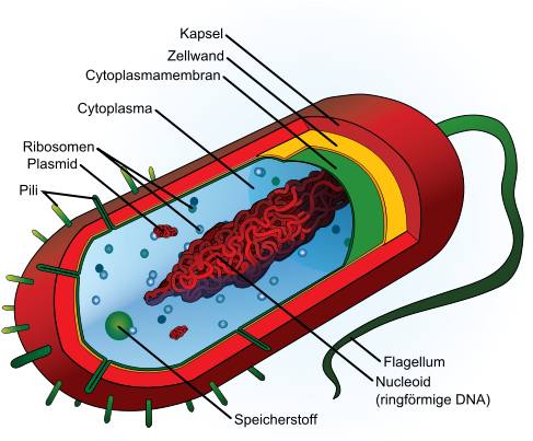 Average Prokaryote Cell- Desvg Wikimedia Commons - Bacteria Structure (494x402)