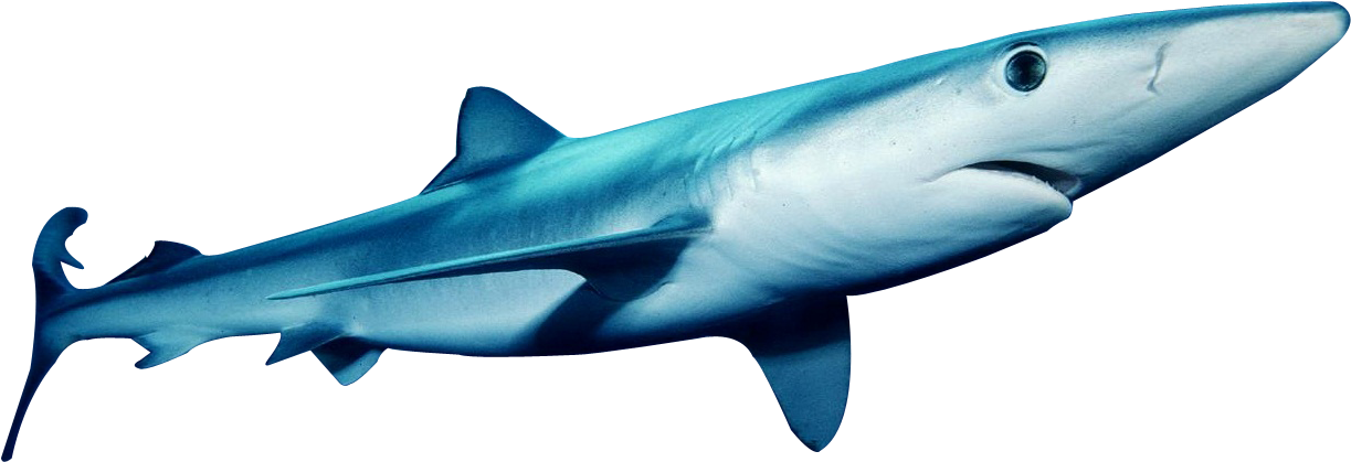 This Png Image - Great White Shark (1289x859)