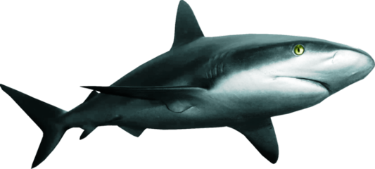 Ftes Shark Freetoedit - Great White Shark (533x240)