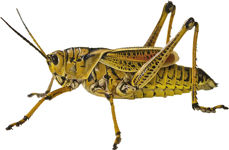 Grasshopper Close Up (860x573)