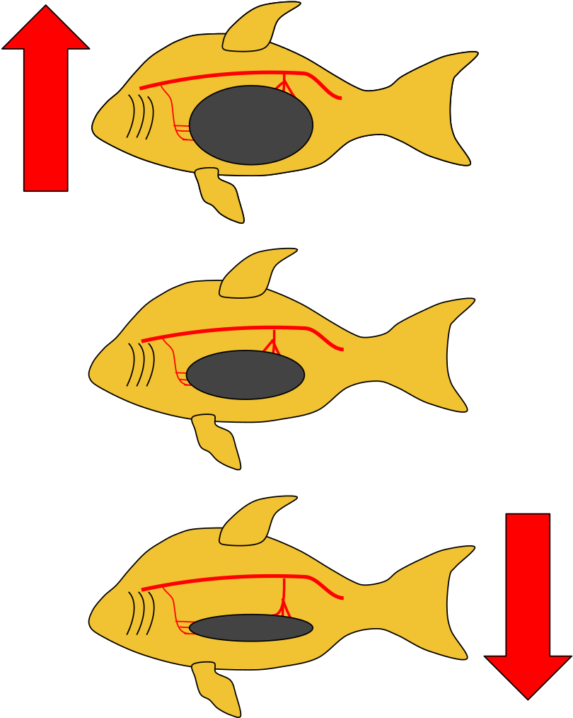 Fish Swim Bladder - Coral Reef Fish (818x1023)