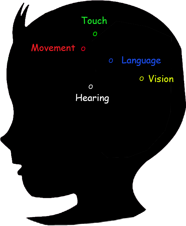 Baby Brain Development Stage 6-12 Months - Mental Development In Infancy Period (1224x1080)