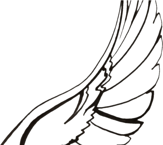 Drawn Wings Line - Bird Wing Drawing Png (640x480)