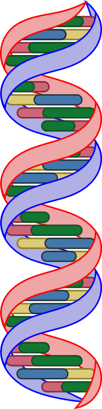 The Dna Bases Are Now Fully Colored - The Dna Bases Are Now Fully Colored (203x811)