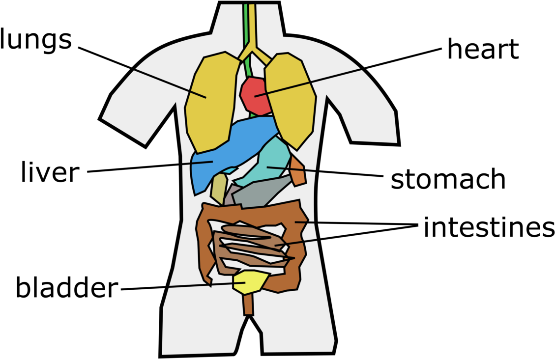Human Behavior Angle Point Beak - Cartoon (1161x750)