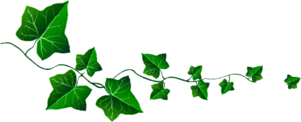 Ivy Freetoedit - Clip Art Vine Leaves (589x240)