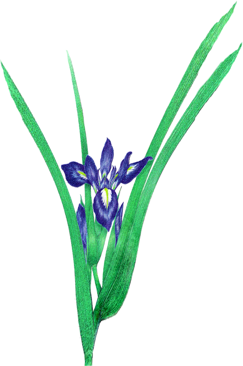 However, This Is My Starting Point At Birth, It Does - Orris Root (1145x1500)