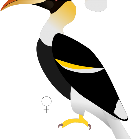 Drawn Todies Pencil - Great Indian Hornbill (640x480)