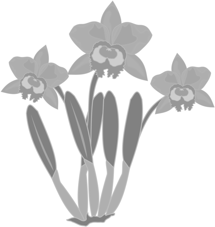 All Photo Png Clipart - Orchids (750x750)