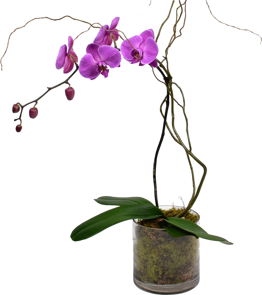 Free Flower Border Clip Art Black And White - Stem Of An Orchid (1024x1024)