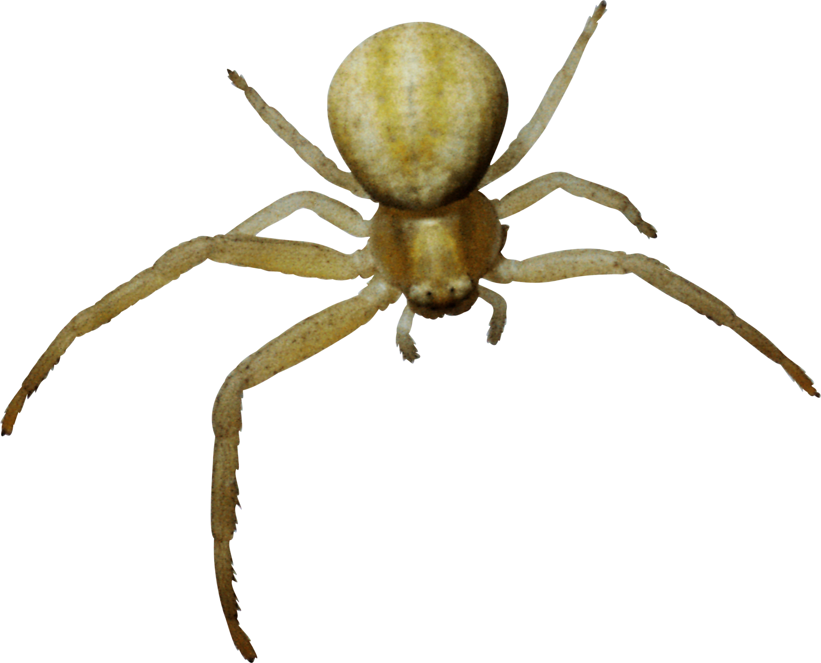 Arachnid Clipart Spider Leg - Паук Пнг (2800x2262)
