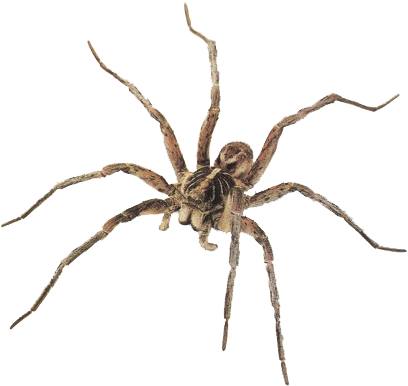 Spider Png Image - Common House Spiders In South Africa (450x427)