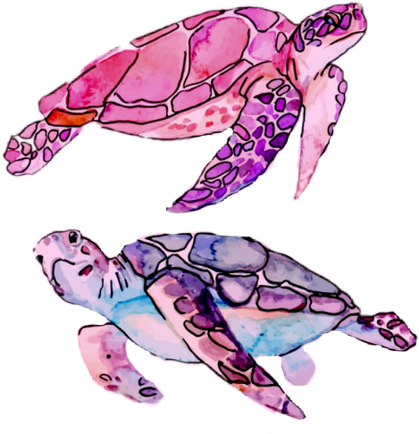 Drawing Colored Sea Turtle (480x485)