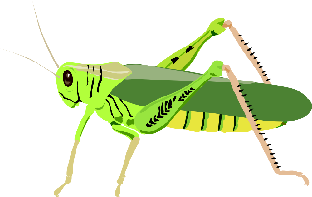 Onlinelabels Clip Art - Grasshopper Vector (2400x1516)