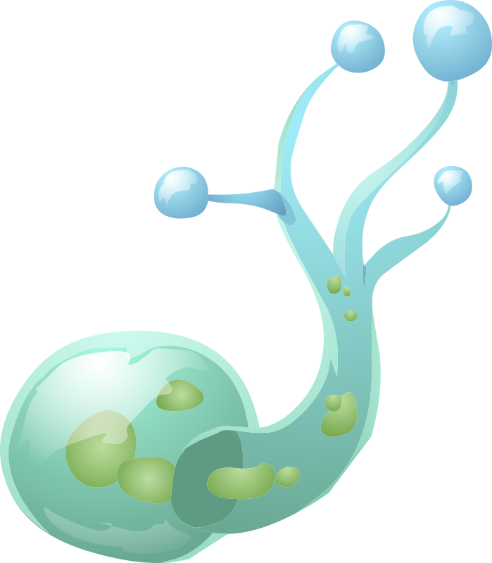 Nation Clipart Free For Download - Animal (699x800)