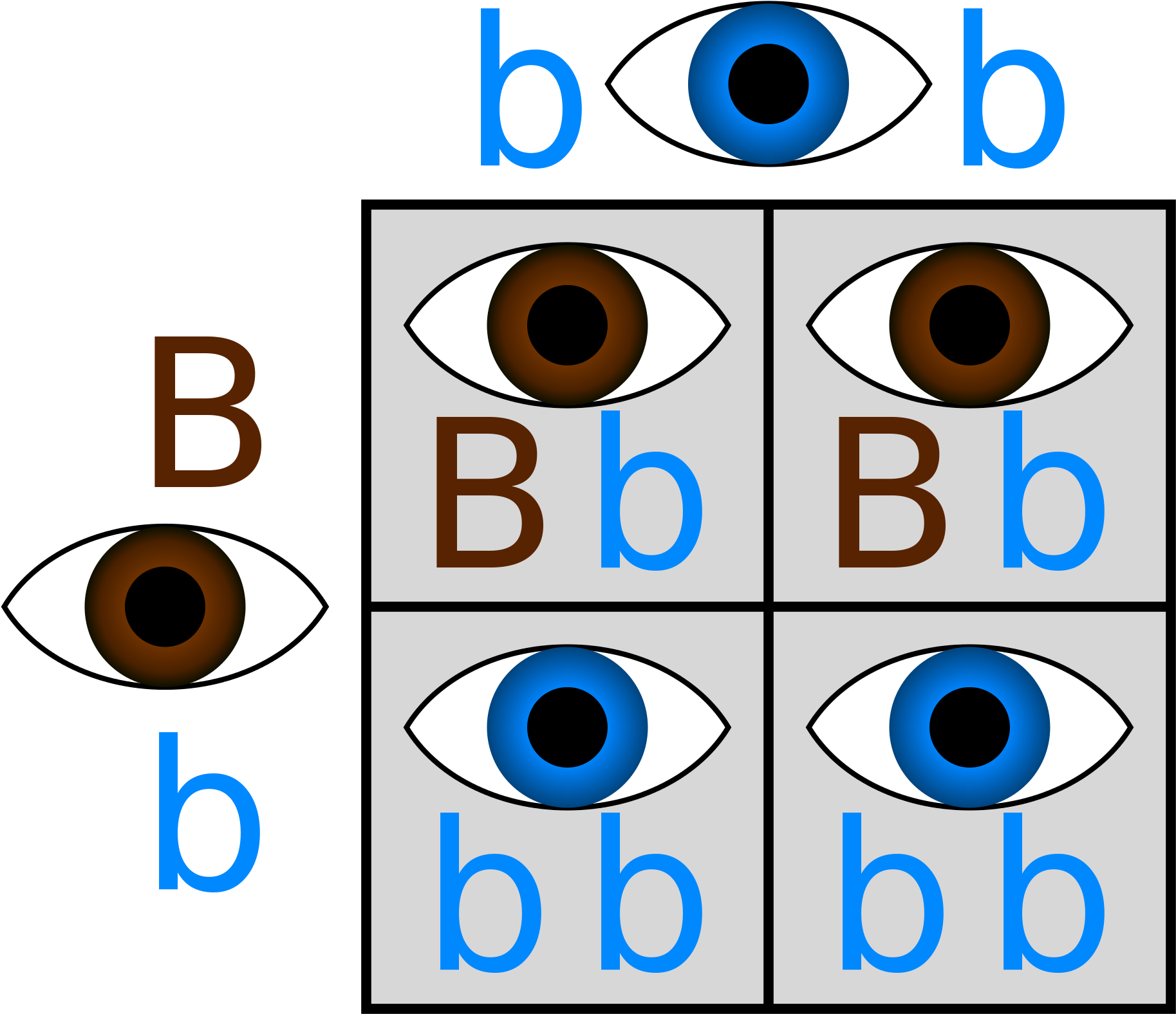 So - Punnett Square Eye Color (2000x2000)