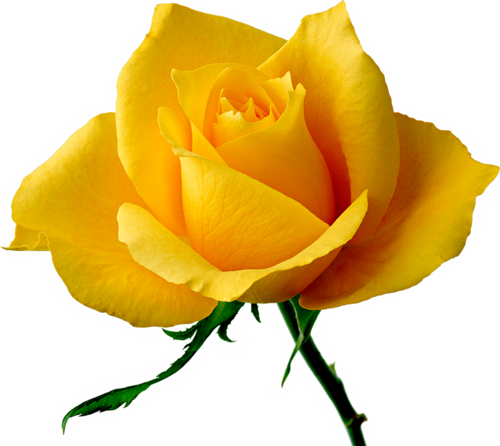 Paint Shop, Rose Buds, Yellow Roses, Rainbow Colors, - Joyeux Anniversaire Rose Jaune (500x446)