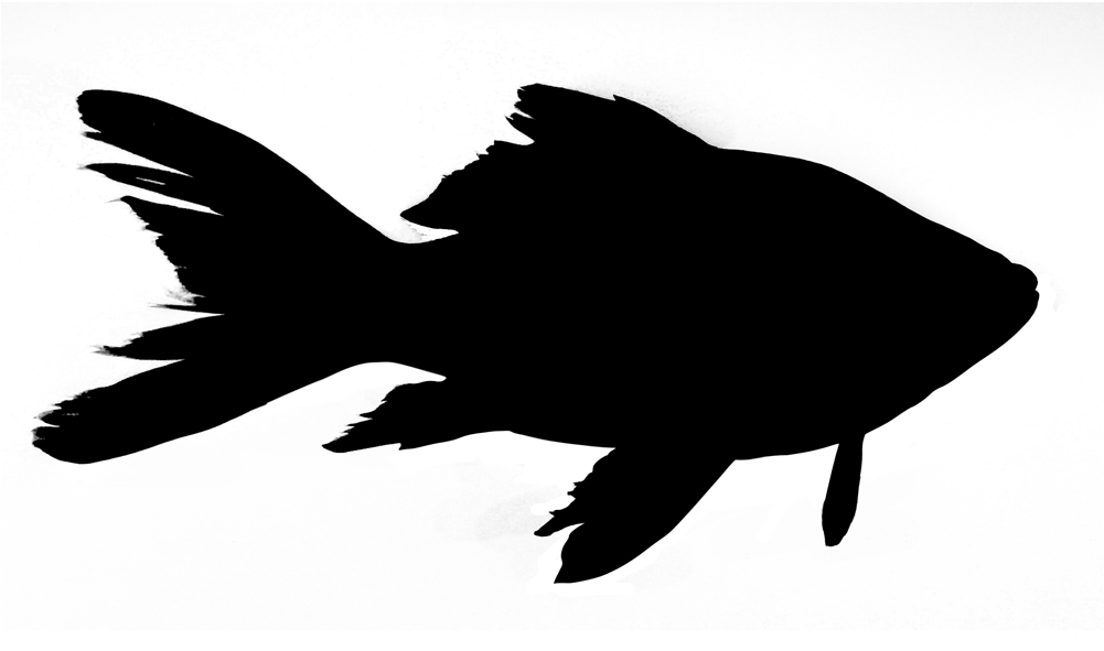 Current Events - Fish Silhouette Png (1000x1000)