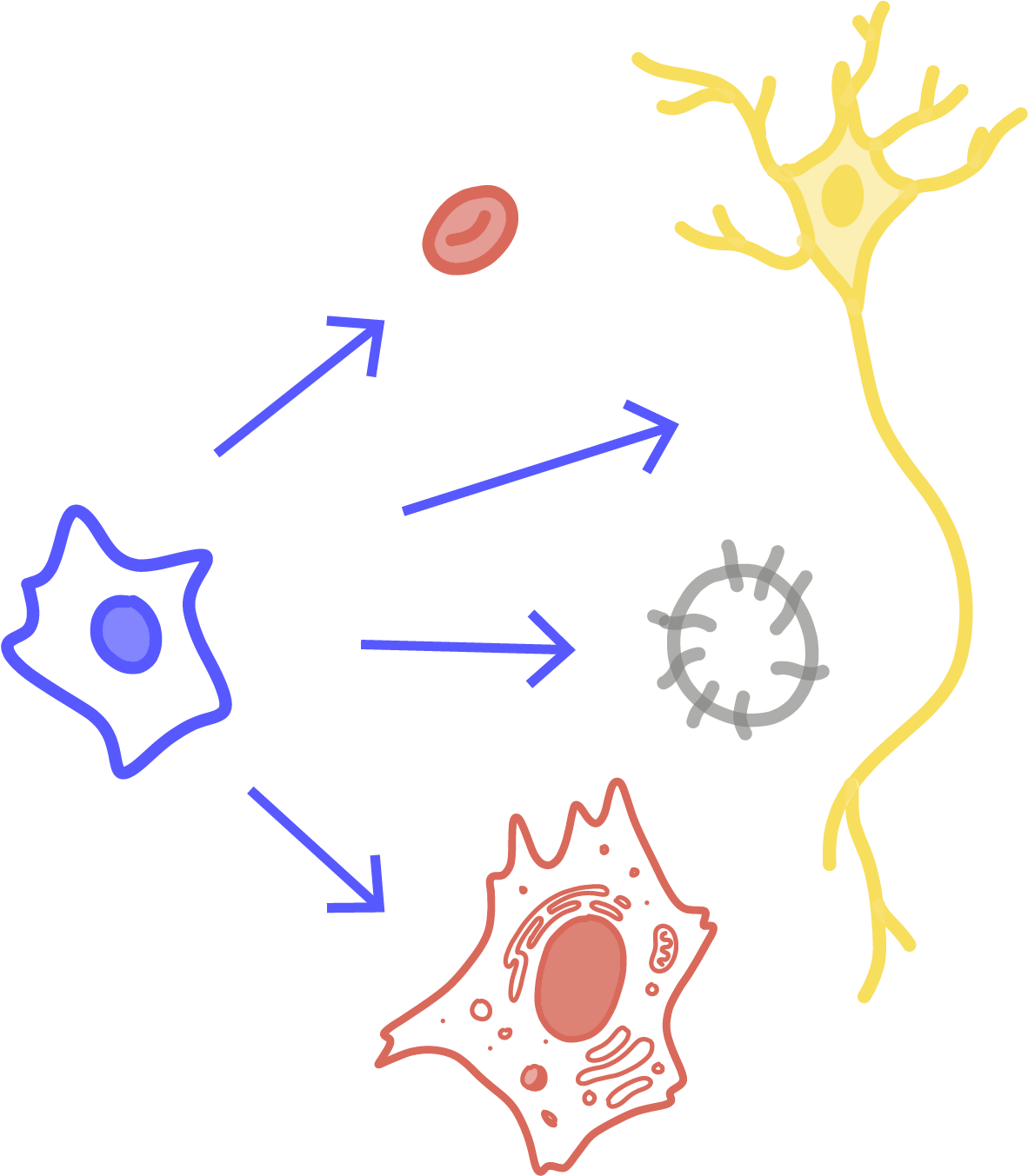Cells With The Potential To Turn Into A Specialized - Cells With The Potential To Turn Into A Specialized (1200x1372)
