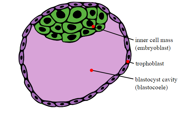 The Blastocyst's “inner Mass Cells”, Depicted In Green - Abembryonic Pole And Embryonic Pole (604x382)