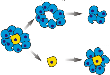 A New Boost For Cancer Stem Cell Therapies - Breast Cancer Stem Cells Resistance (770x300)