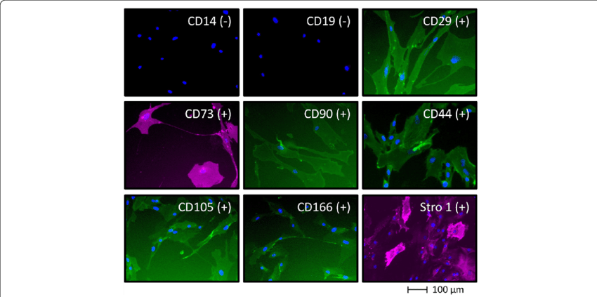 Phenotypic Characterization Of Human Mesenchymal Stem - Graphic Design (850x423)