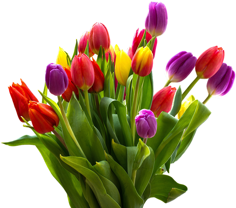 Easter Flower Png Transparent Images - Heart Love Tulips (834x720)