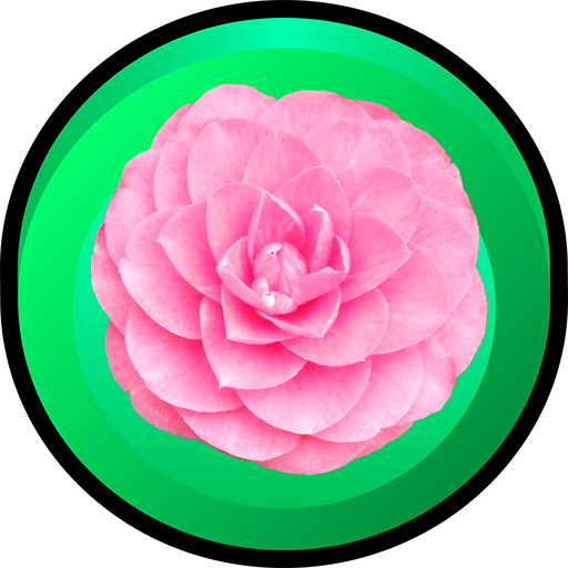 Product Details - Japanese Camellia (512x512)