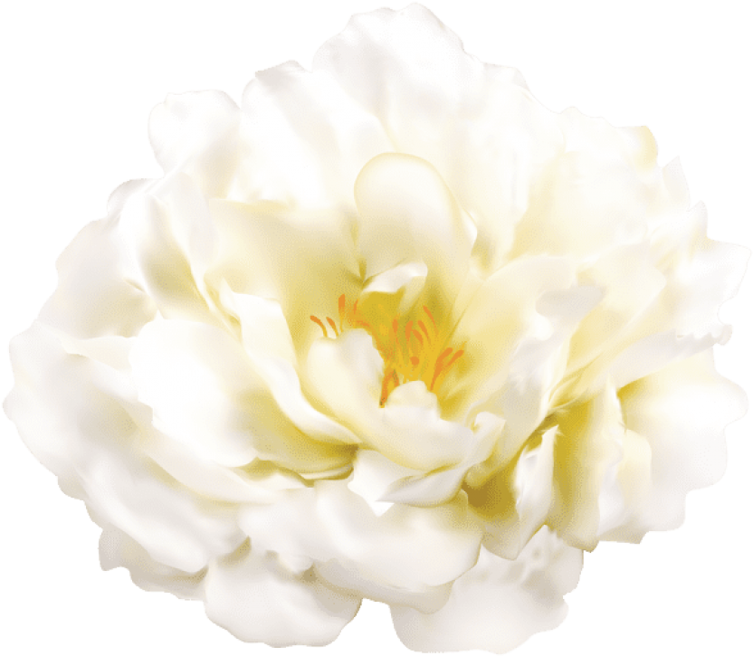 Free Png Download White Flower Transparent Png Images - Transparency (832x725)