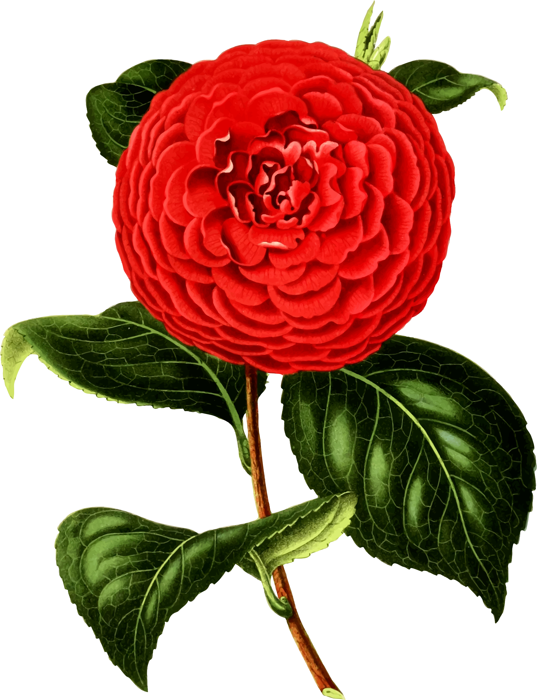 Clipart Camellia Png Png Chanel Camellia Flower Clipart - Camellia Png (1825x2377)