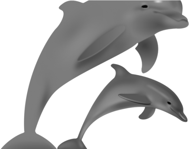Dolphines Clipart Marine Biologist - Dolphin Christmas Clipart (640x480)