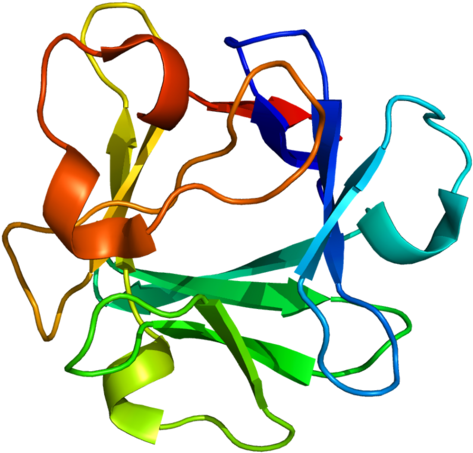 Basic Fibroblast Factor Wikiwand Available Structures - Fibroblast Growth Factor Structure (500x480)