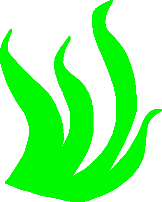 Seaweed - Seaweed - Seaweed - Seaweed (556x691)