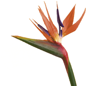 Bird Of Paradise Flower - Birds Of Paradise Flower Png (400x300)