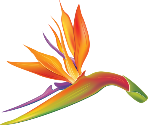 0 A04d6 32991f7f Orig - Dibujo Ave De Paraiso (500x424)