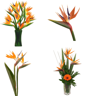 Birds Of Paradise Flowers - Bird Of Paradise Flower (400x400)