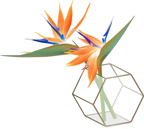 Bird Of Paradise (500x450)