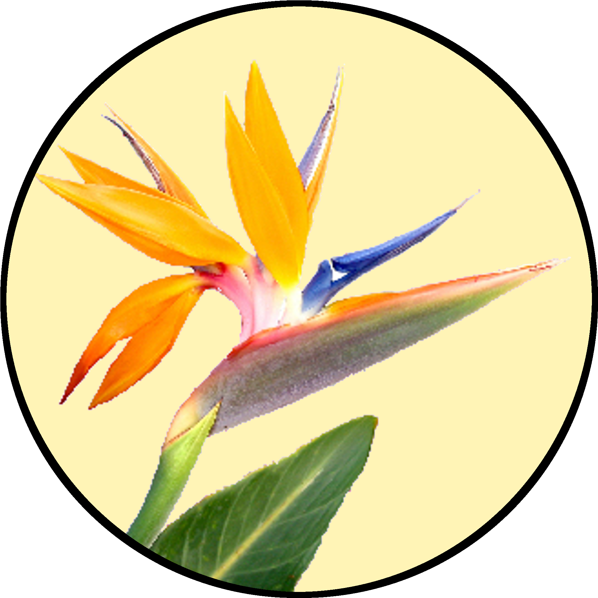 Bird Of Paradise Flower (3000x3000)