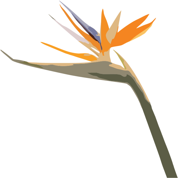 Closed On Public Holidays, Mother's Day And Father's - Bird Of Paradise (668x638)