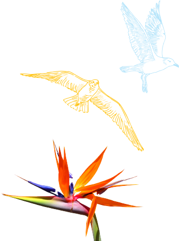 Live The Australian Lifestyle While Being Immersed - Seabird (707x546)