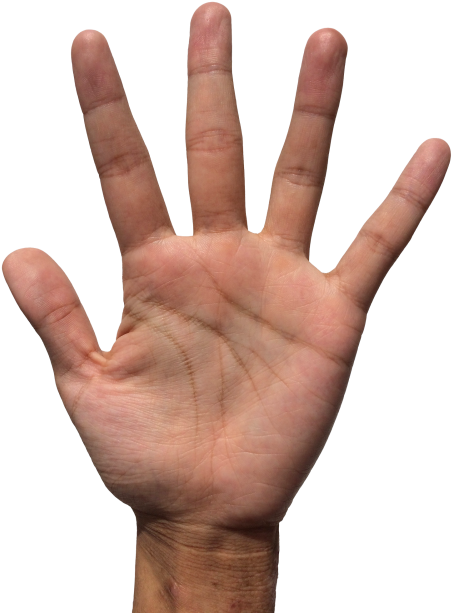 Hand Png Transparent Image Transparent Background - Hand Png Transparent (500x641)