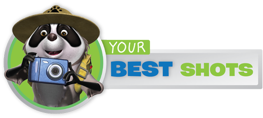 Capture Your Version Of Chester In Spring Contest Sponsored - Best Photo Contest (544x270)