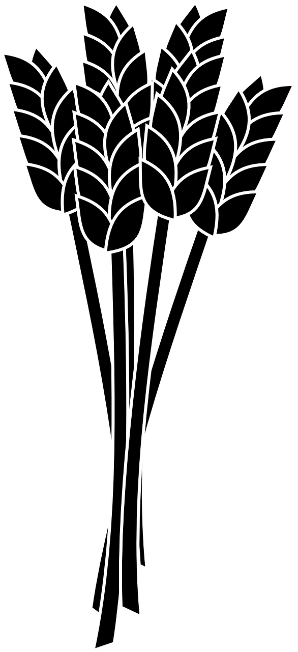Wheat Spike Bunch Grain - Corn And Soybeans Clipart (678x1280)