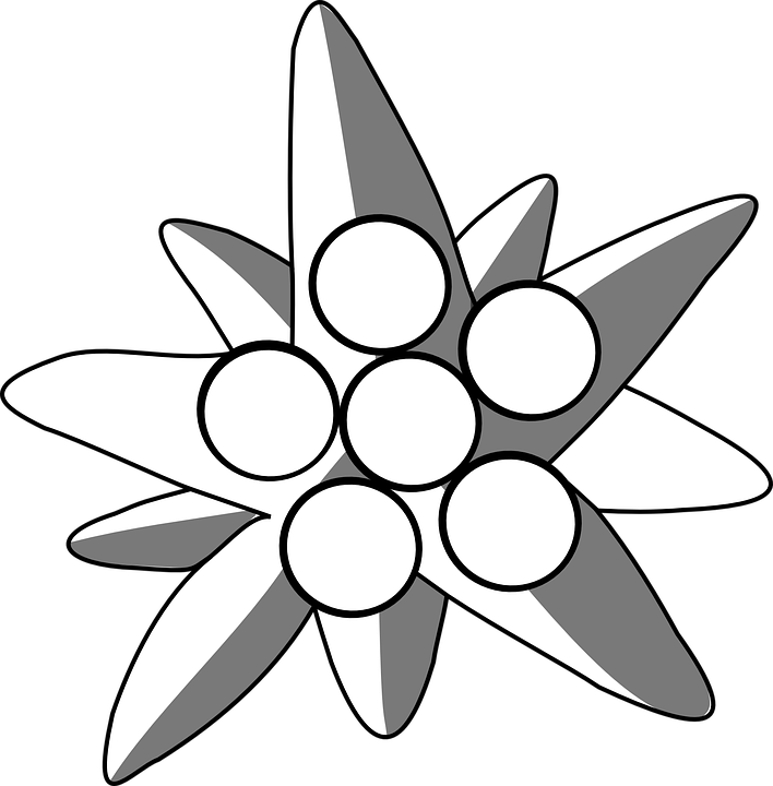 Edelweiss Png - Edelweiß Transparent (708x720)